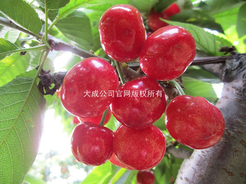 使用樱歌艳舞后的樱桃