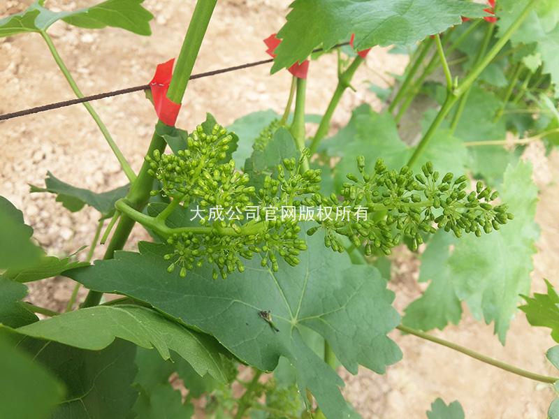 使用壮岁的葡萄穗