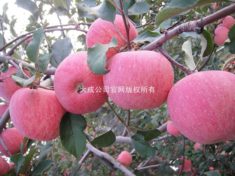 使用嘎富歌后的苹果