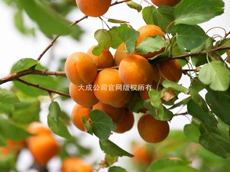 使用桃歌后的杏子图