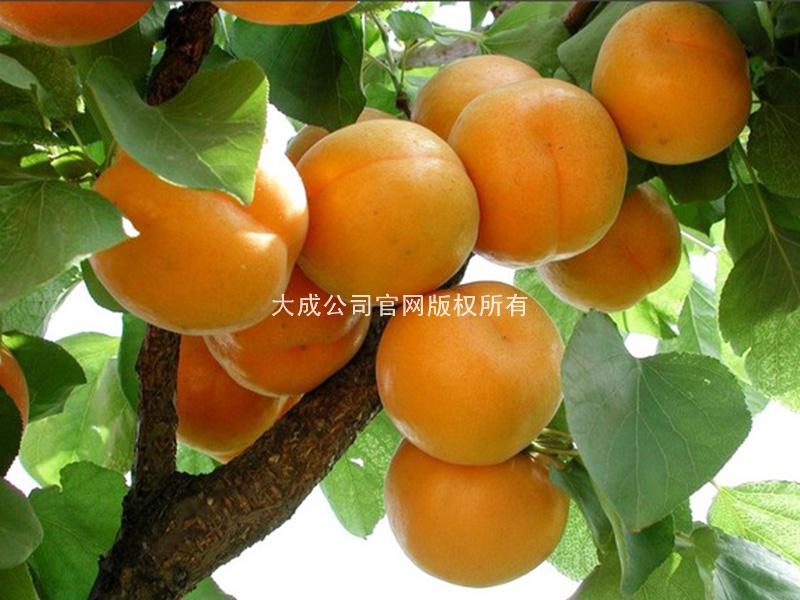 使用桃歌后的杏子图