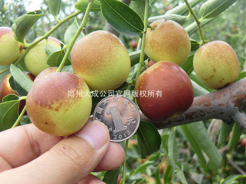 使用红倩后的冬枣