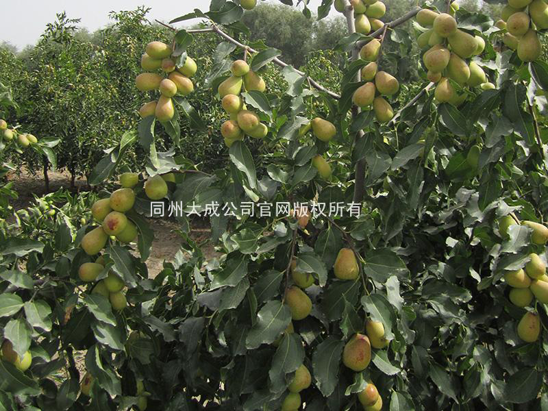 使用红倩后的冬枣