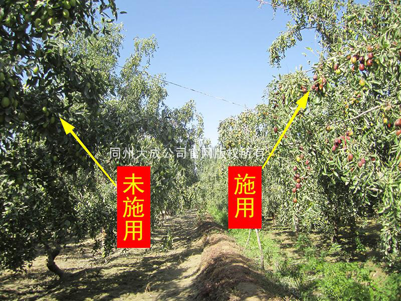 使用与未使用靓枣的对比图