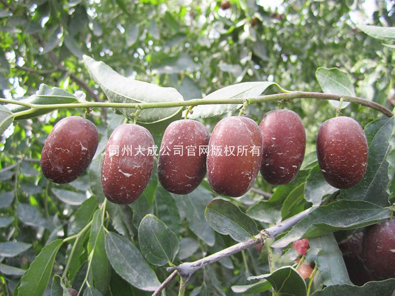 使用靓枣后的红枣结果