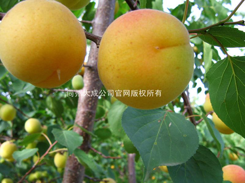 使用桃歌后的杏子图