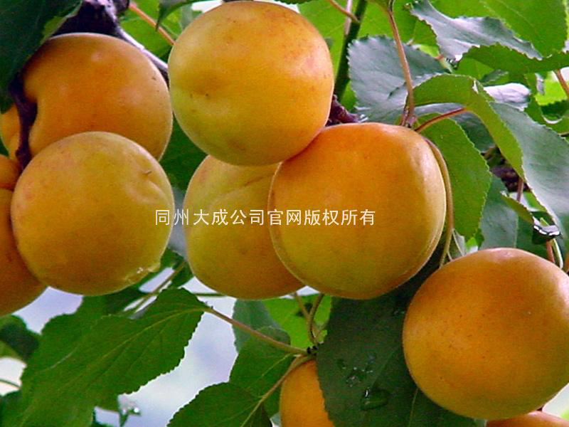 使用桃歌后的杏子图