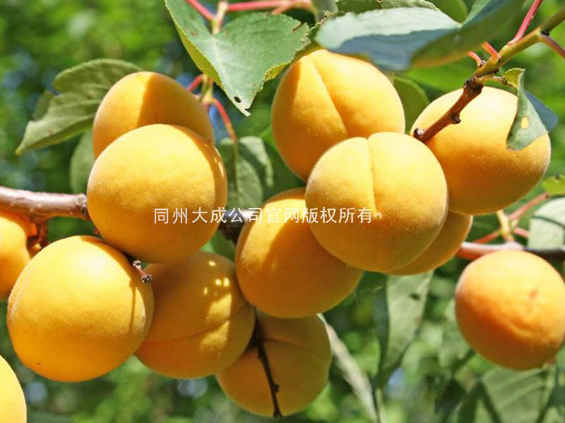 使用桃歌后的杏子图