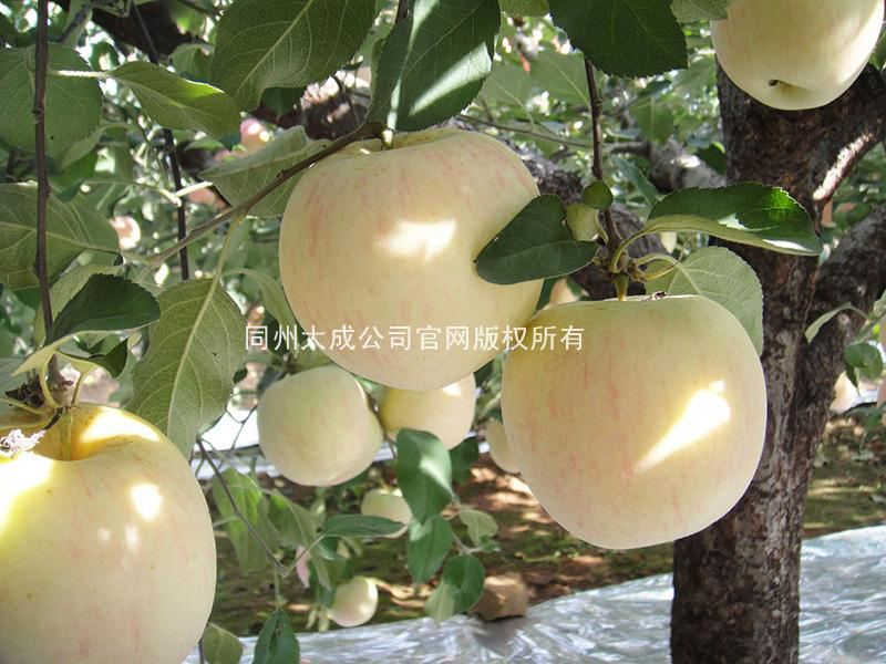 使用嘎富歌后的苹果
