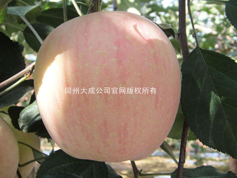 使用嘎富歌后的苹果