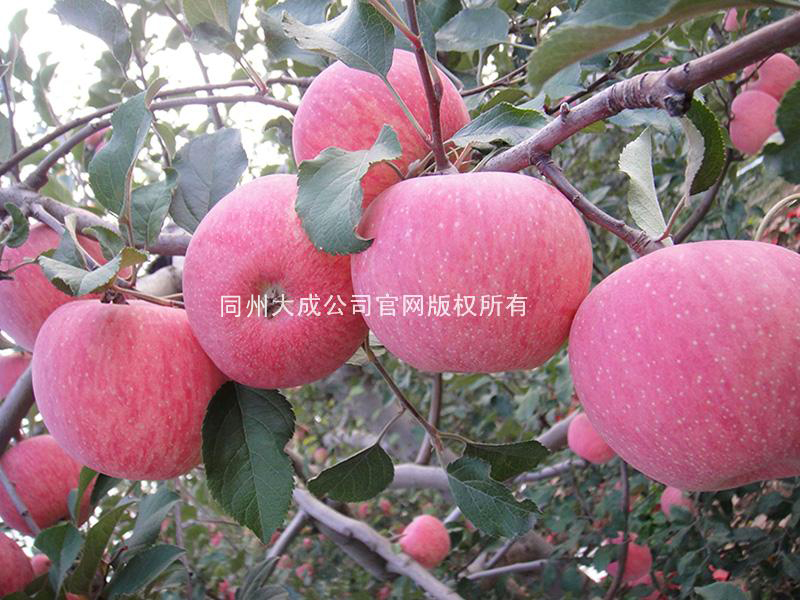 使用嘎富歌后的苹果