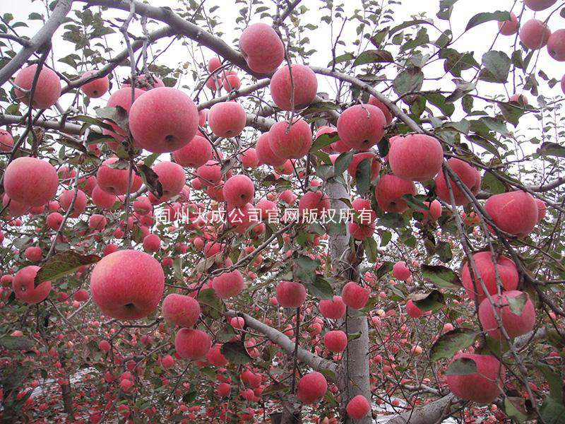 使用嘎富歌后的苹果