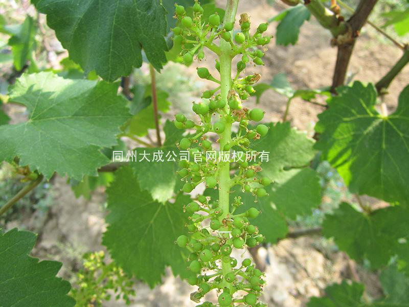 使用壮岁的葡萄穗