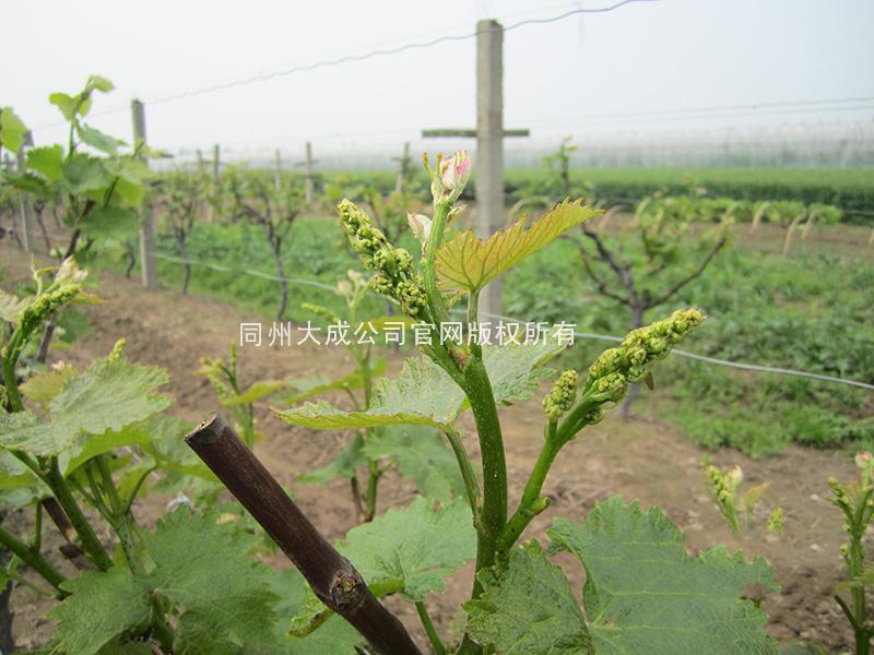 使用壮岁的葡萄穗