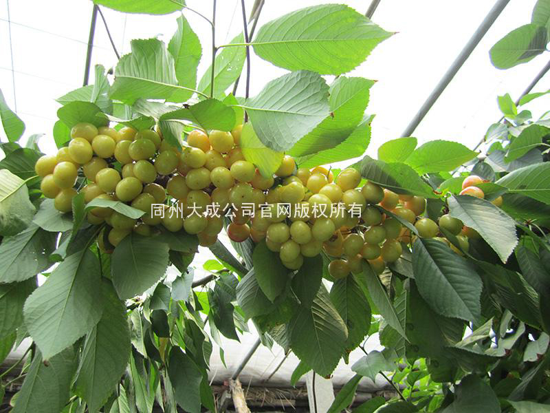 使用樱歌艳舞后的樱桃