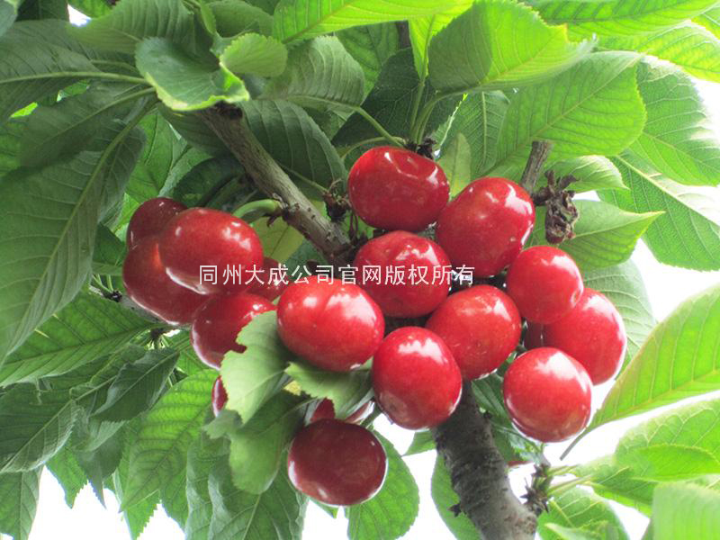 使用樱歌艳舞后的樱桃