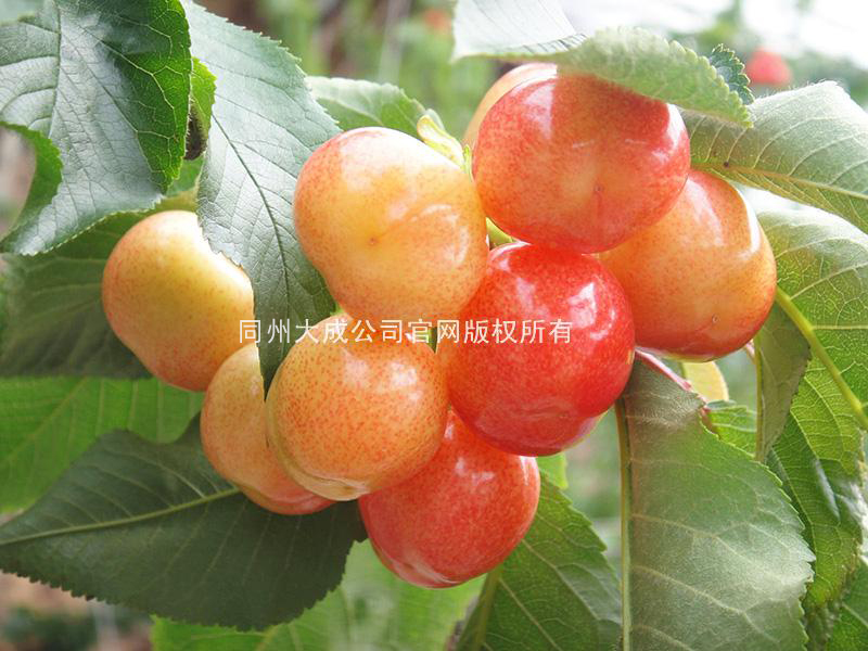 使用樱歌艳舞后的樱桃