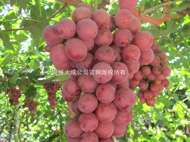 使用葡丰灵的效果