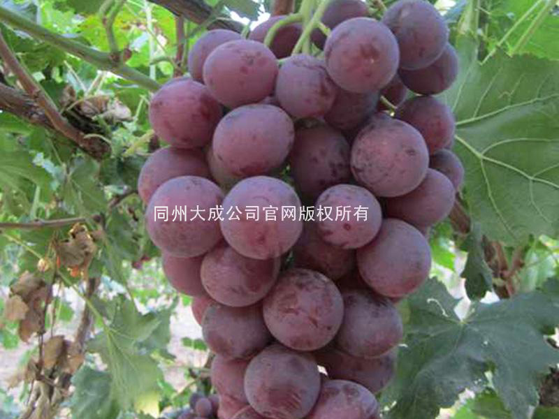 使用葡丰灵的效果