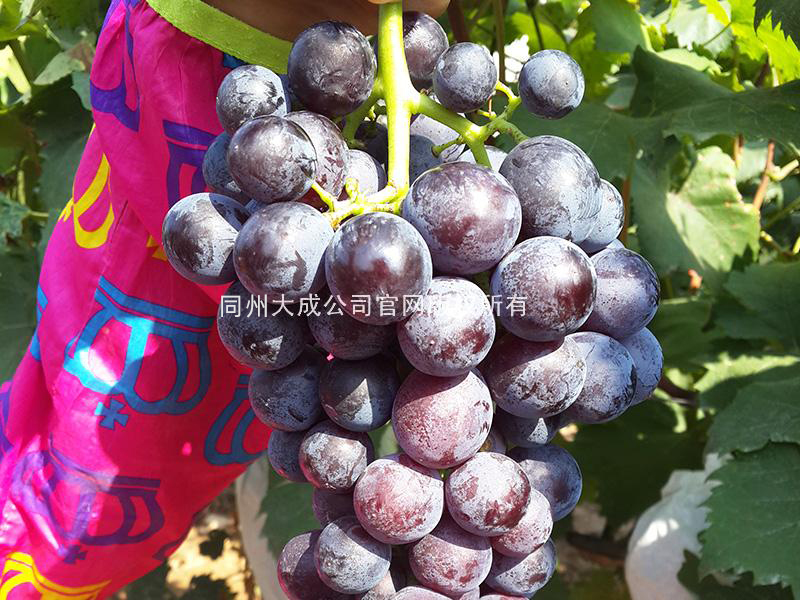 使用劲娃后的效果