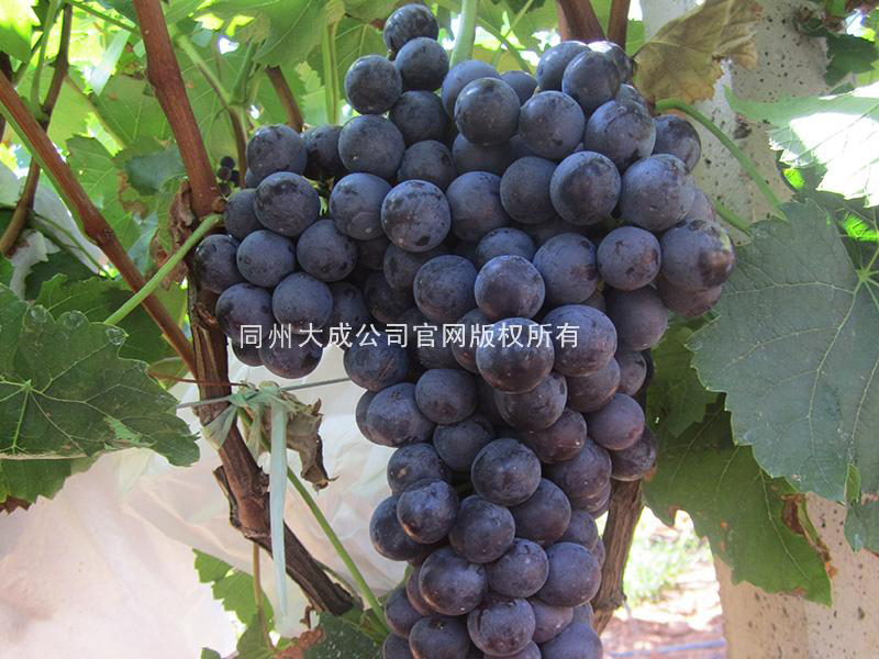 使用劲娃后的效果