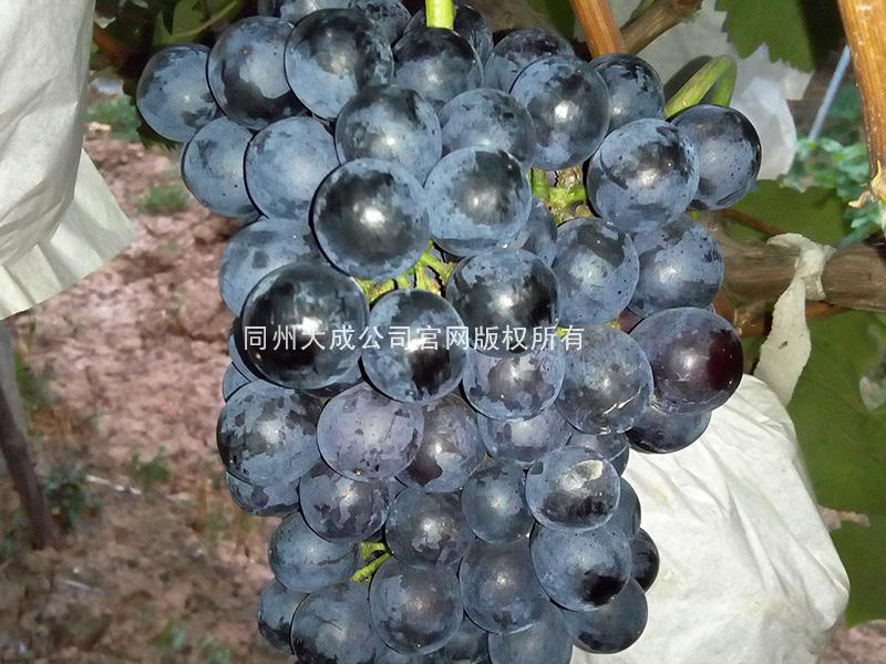 使用劲娃后的效果