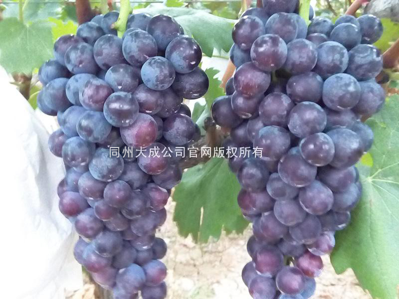 使用劲娃后的效果