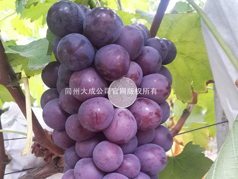 使用劲娃后的效果