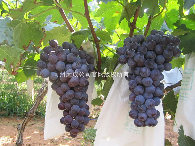 使用劲娃后的效果