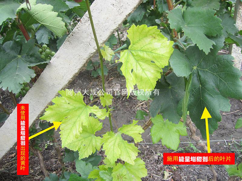 使用能量剂后效果