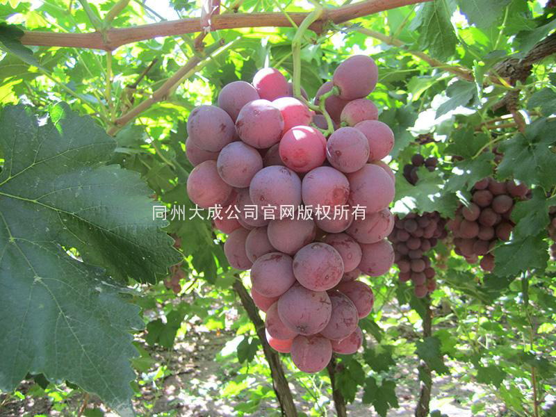 使用葡丰灵的效果