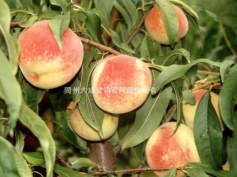 使用桃歌的桃子