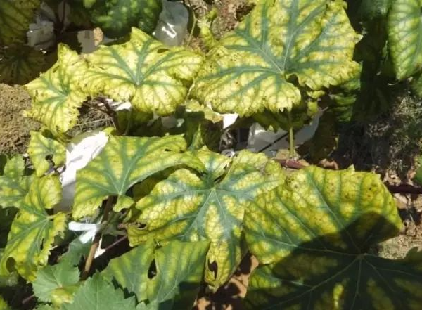 植物生长调节剂
