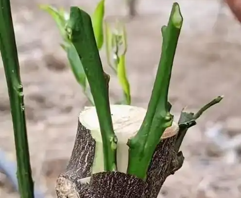 葡萄嫁接技巧