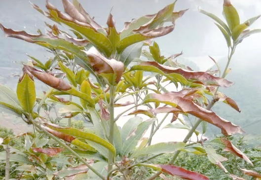 芒果种植