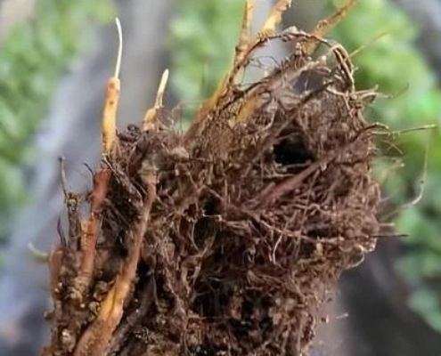芒果种植技术