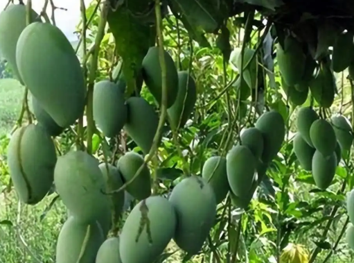 芒果种植