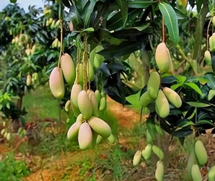 芒果种植方法全攻略：从选种到丰收！