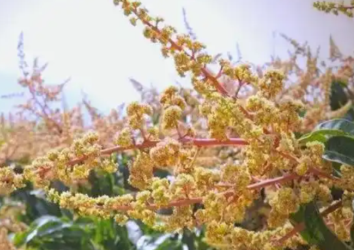 芒果催花“三步骤”！学会了吗？