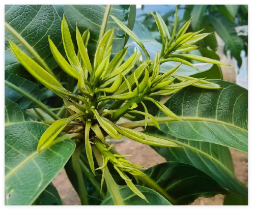 芒果催花失败的4种直观信号与精准预防策略？