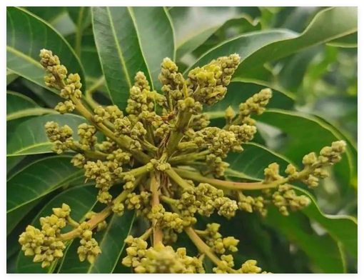 芒果种植