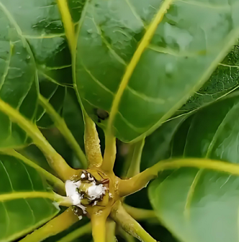 芒果种植