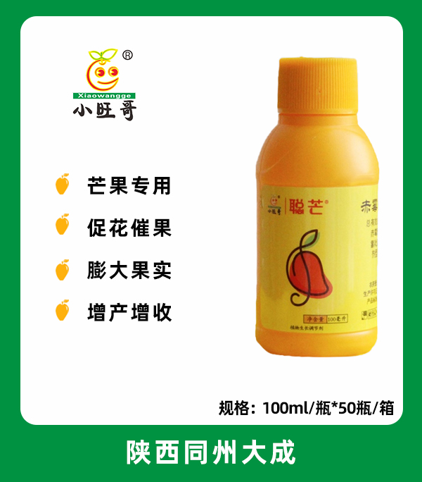 聪芒.jpg