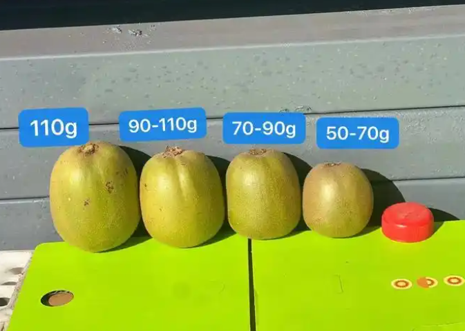 猕猴桃种植 猕猴桃种植