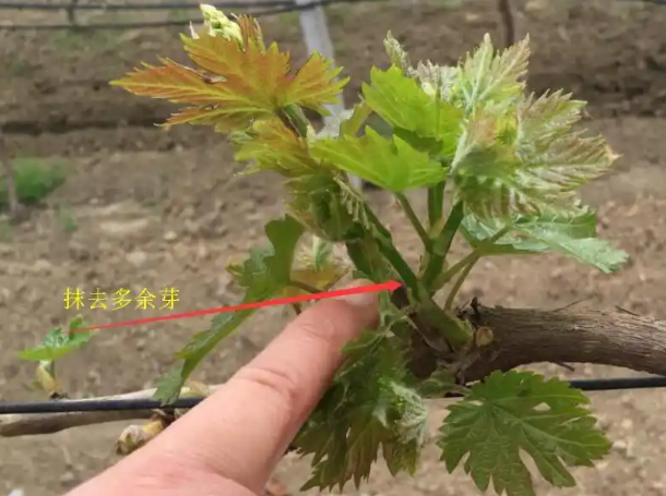 葡萄种植管理 葡萄种植管理