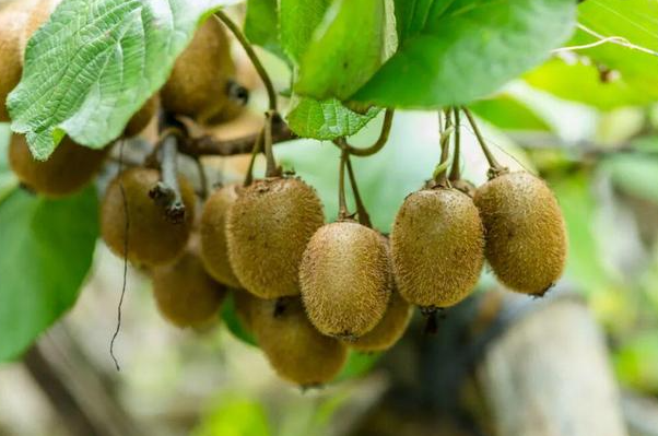 猕猴桃种植