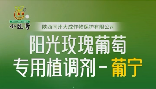 免疏果 省工时——阳光玫瑰葡萄专用植调剂 葡宁