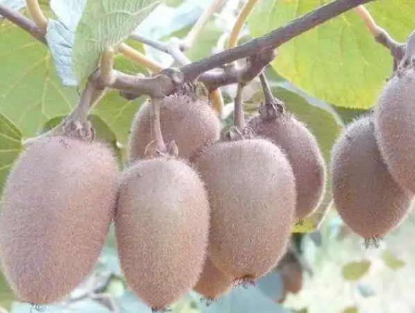 别让伤流毁了果树!猕猴桃这个时期管理有讲究