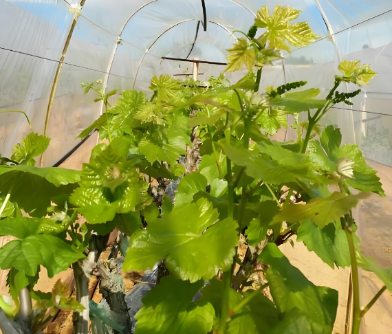 葡萄萌芽期 葡萄萌芽期