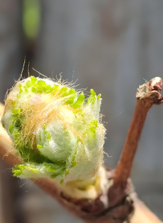 葡萄种植 葡萄种植
